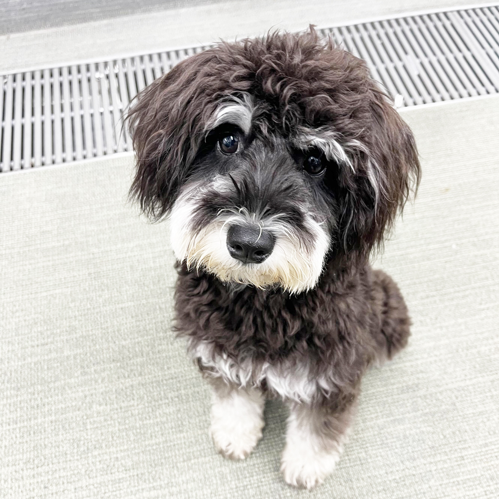 生徒が撮影したモデル犬写真①